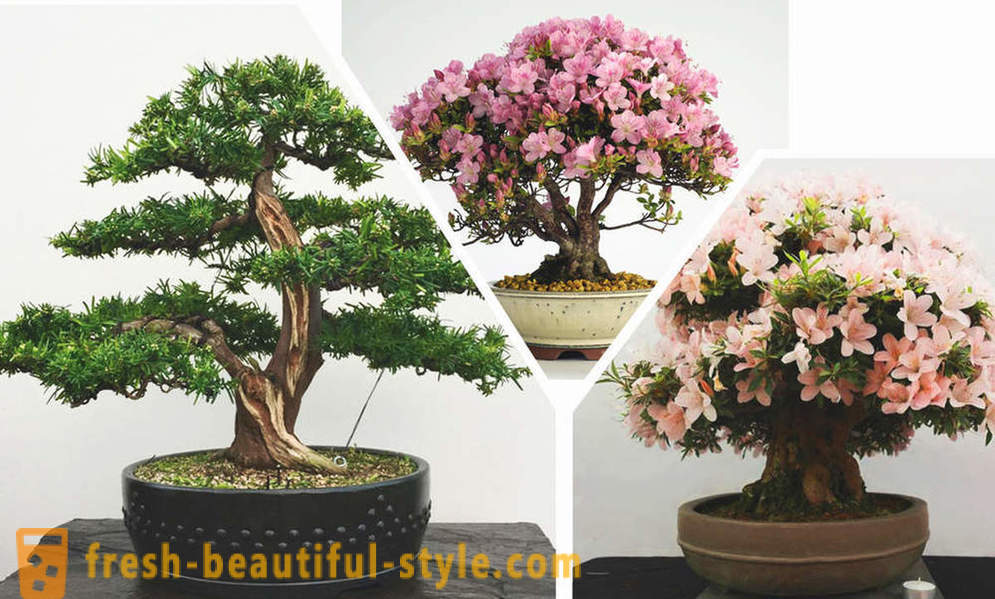 Vienkāršojiet, lūk, bonsai: noteikumus austrumu stila interjerā