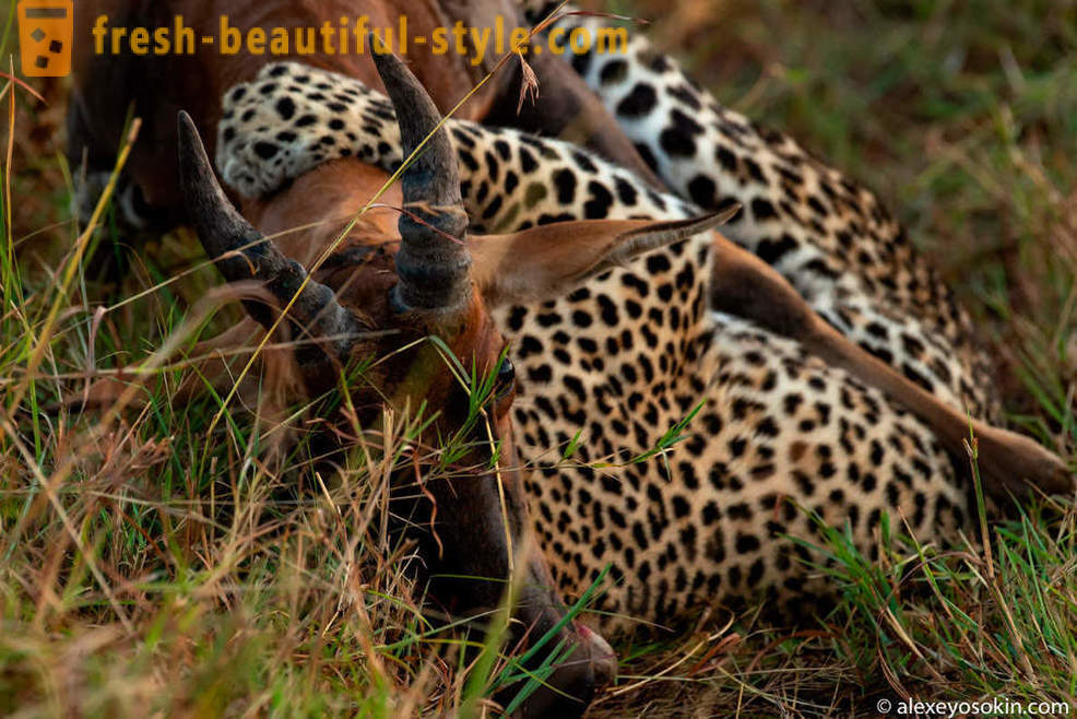 Leopards Medības
