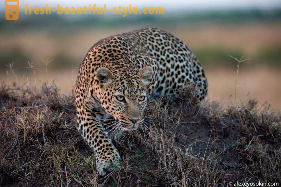 Leopards Medības