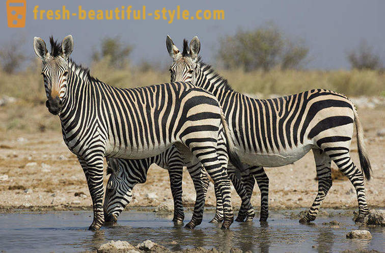 Kāda krāsa ir zebras un kāpēc viņa sloksnes