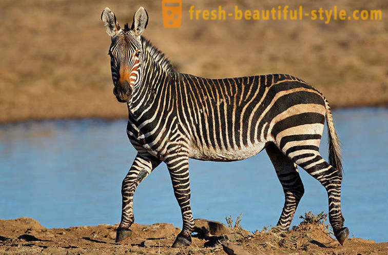 Kāda krāsa ir zebras un kāpēc viņa sloksnes
