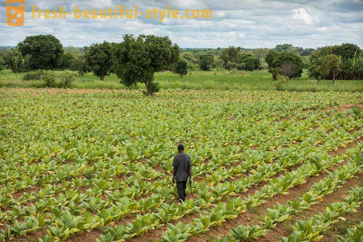 Malāvijas tabaka plantācija