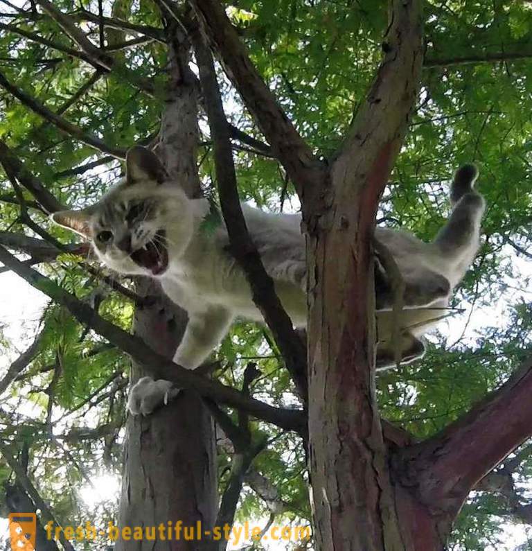 Amerikāņu pensionāri, kāpelēšanas koki, izglābj kaķi