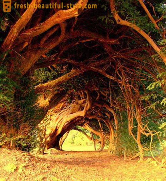 Lielākā interesanti tuneļi koki
