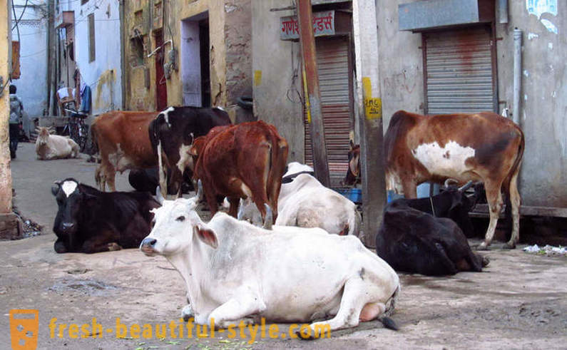 Klaiņojošu govis - viens no Indijas problēmām