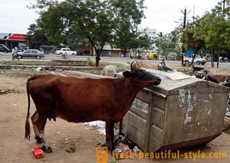 Klaiņojošu govis - viens no Indijas problēmām