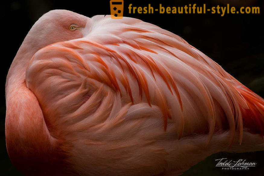 Flamingo - daži no vecākajām putnu sugu