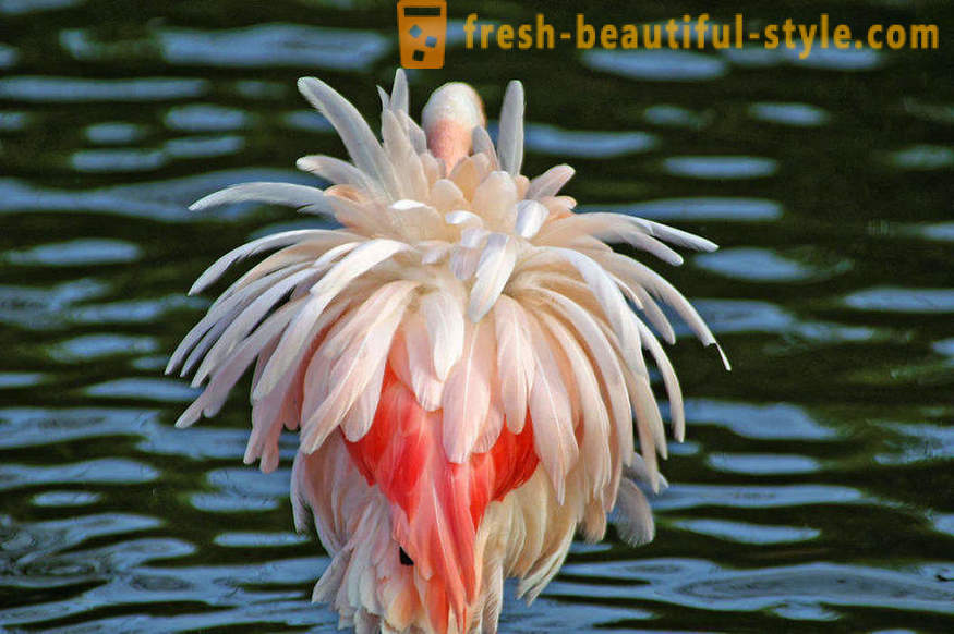 Flamingo - daži no vecākajām putnu sugu