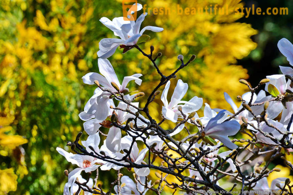Skaisti zied magnolijas Krimas