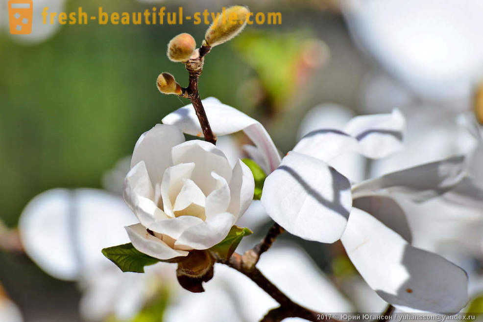 Skaisti zied magnolijas Krimas