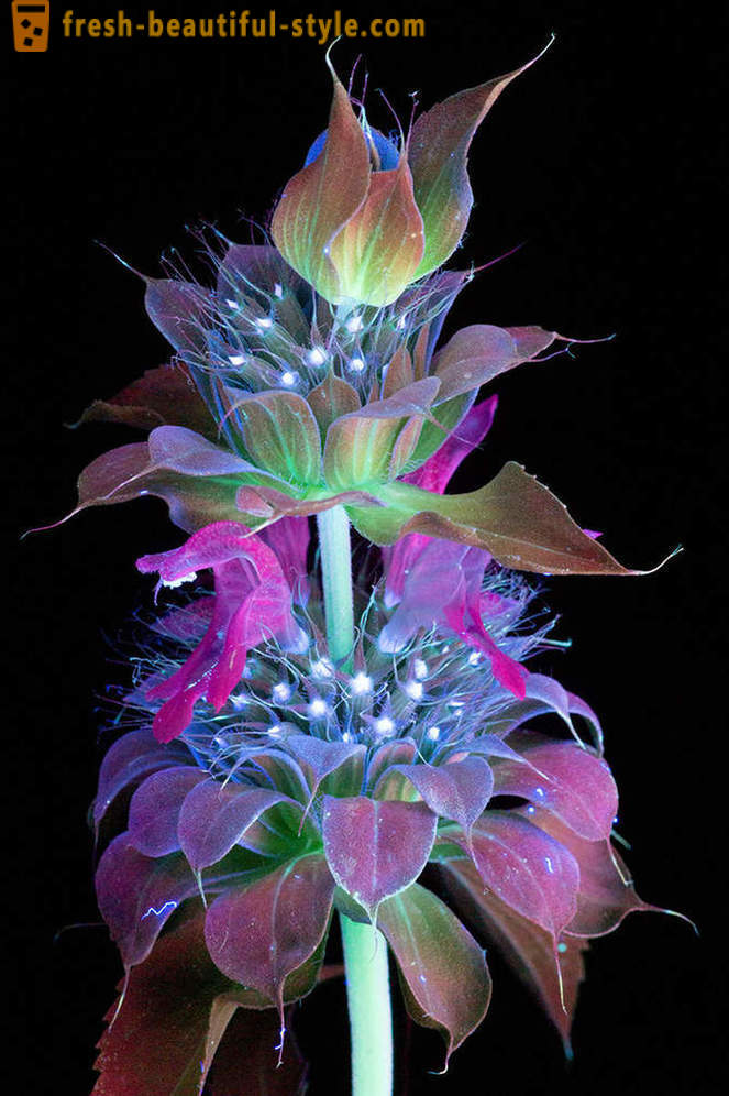 Žilbinoša fotogrāfijas ziedi, izgaismotas ar ultravioleto gaismu