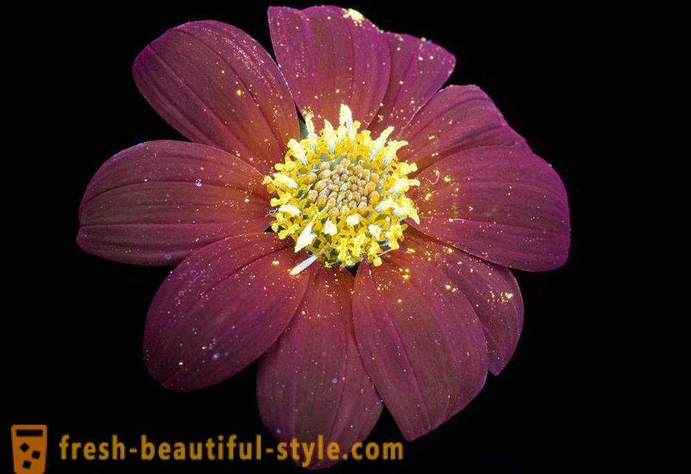 Žilbinoša fotogrāfijas ziedi, izgaismotas ar ultravioleto gaismu