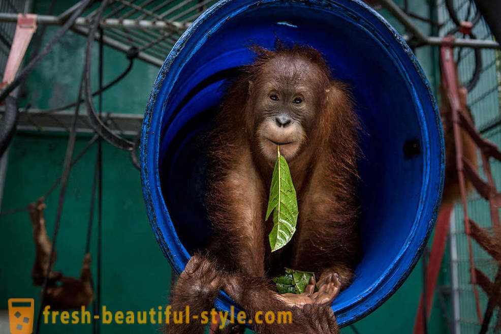 Orangutans Indonēzija