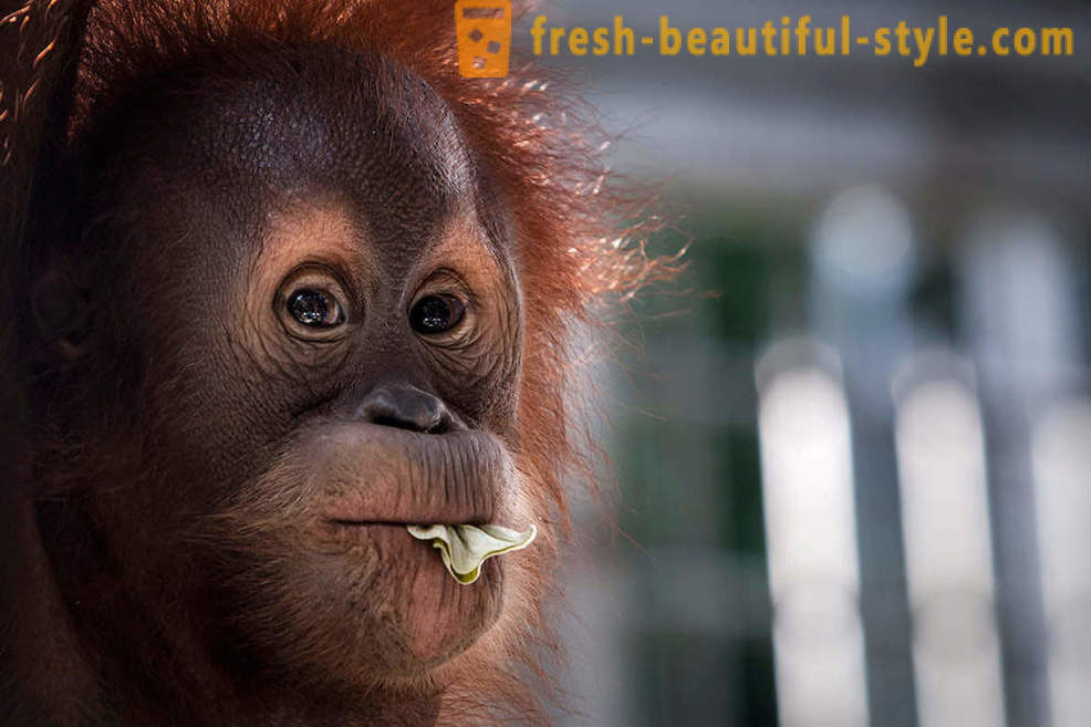 Orangutans Indonēzija