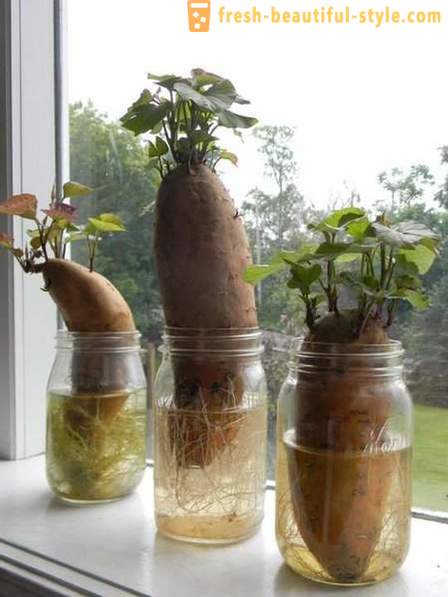 15 dārzeņu kultūrām, kas var audzēt uz palodzes mājās