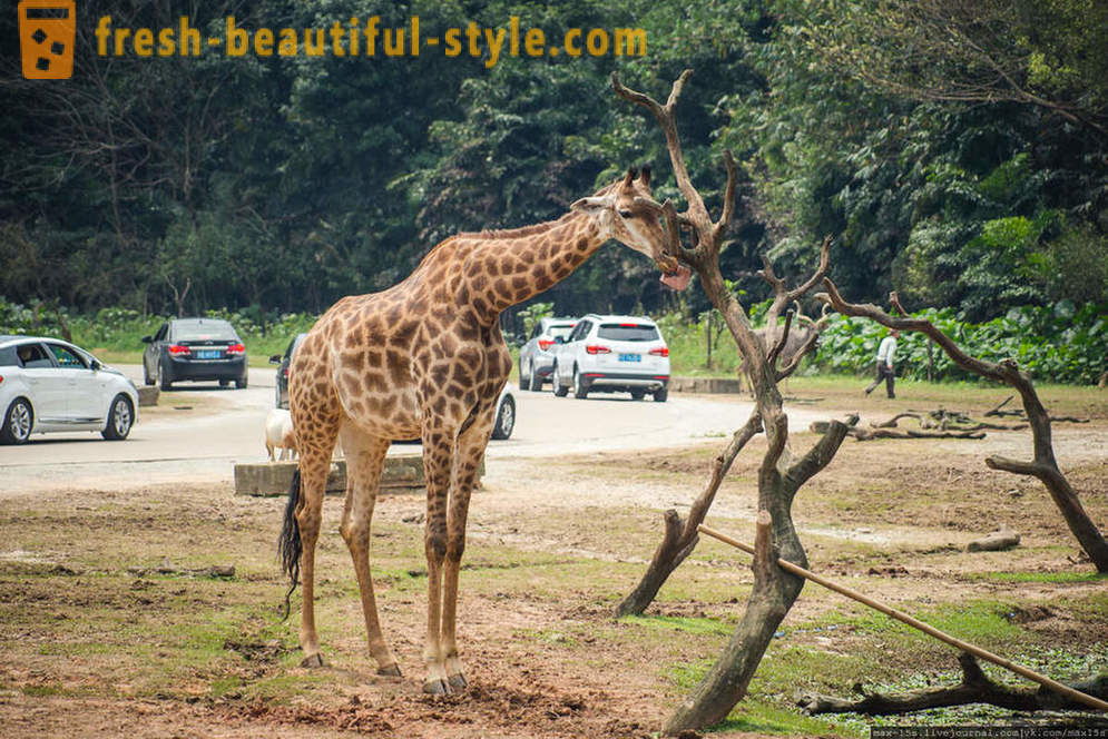 Ķīna, Guangzhou: Chimelong Safari parks (1 daļa)