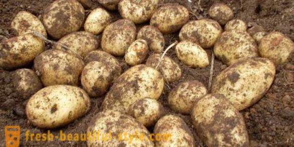 Kas jums ir jāzina par katru kartupeli