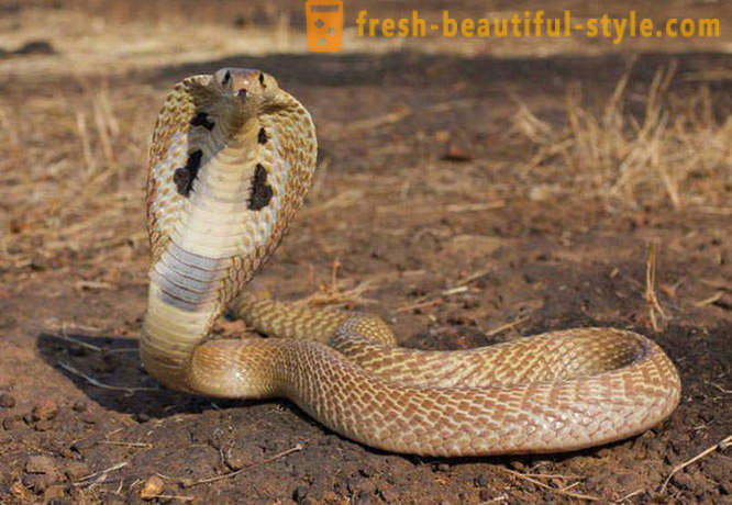 Visbiežāk bīstamas čūskas pasaulē