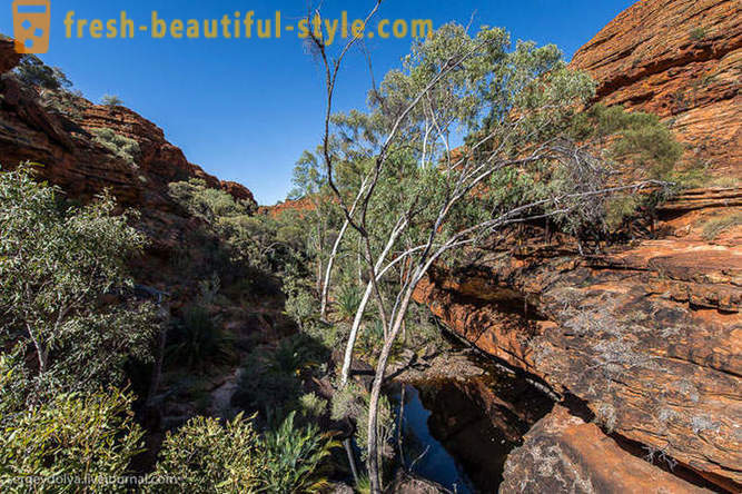 Pastaiga pa Kings Canyon Austrālijā