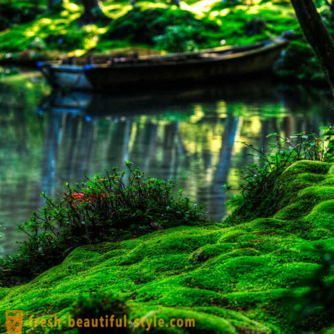 Moss dārzs Japānā