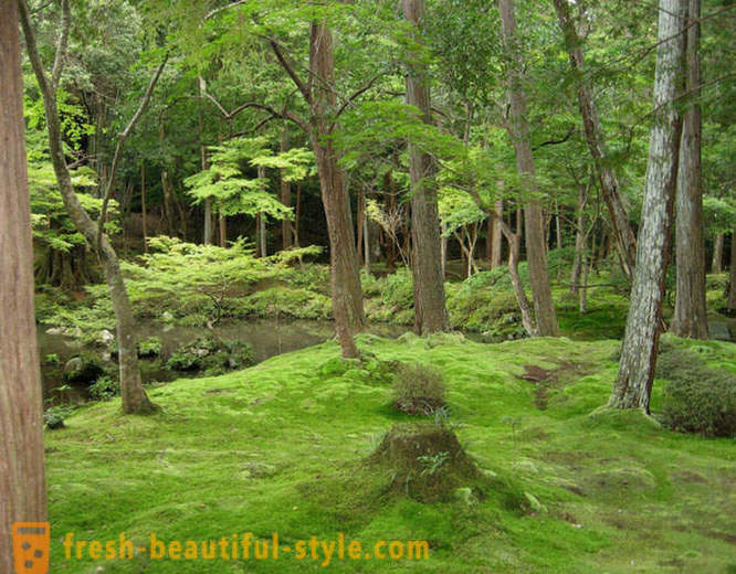 Moss dārzs Japānā