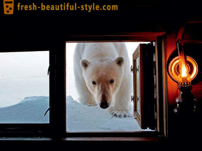 Labākās bildes no 2012 National Geographic