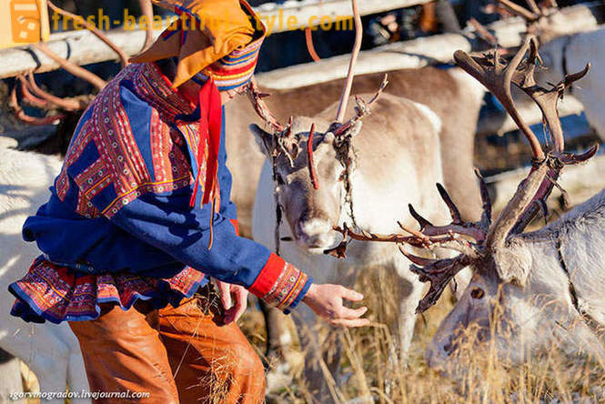 Meklējot Santa Claus ar ziemeļbriežu Sibīrijas aizsmacis