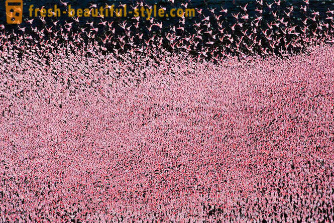 Valsts rozā flamingo