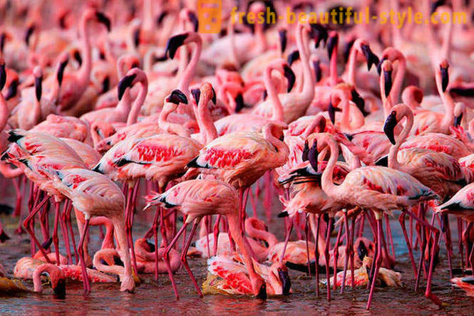 Valsts rozā flamingo