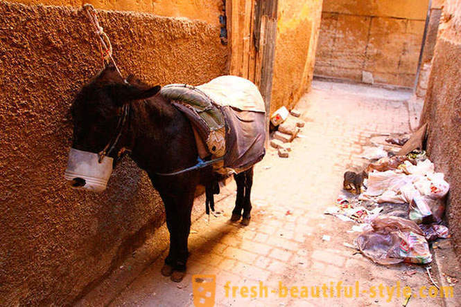 Fez - vecākā no imperatora pilsētu Marokas