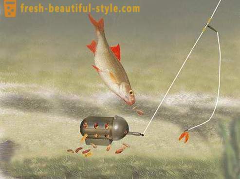 Roach - zivis karpu dzimtas. Apraksts un foto. Kā noķert raudas?