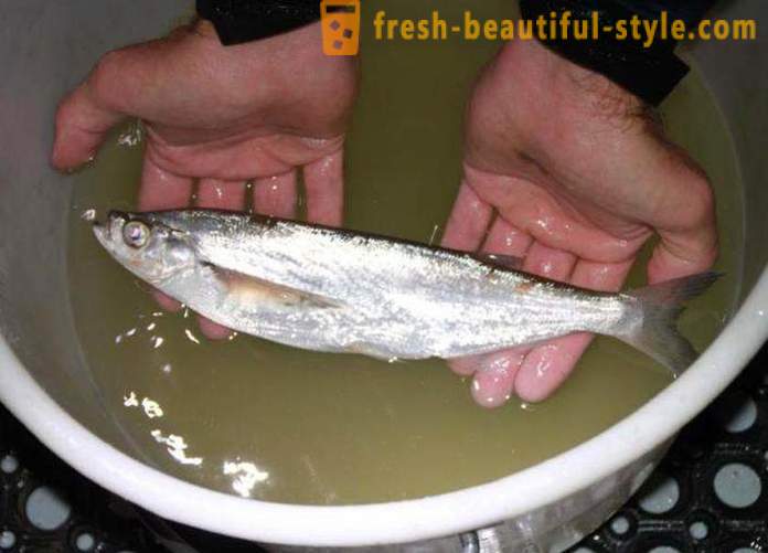Ja parasti zivs sabrefish? Kā pagatavot zivju sabrefish?