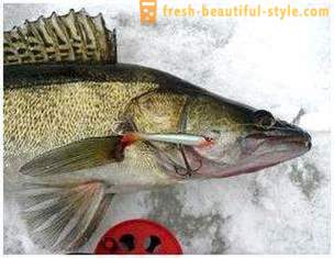 Makšķerēšana šūpuļzirgs ziemā. zvejas paņēmiens līdzsvara baļķi